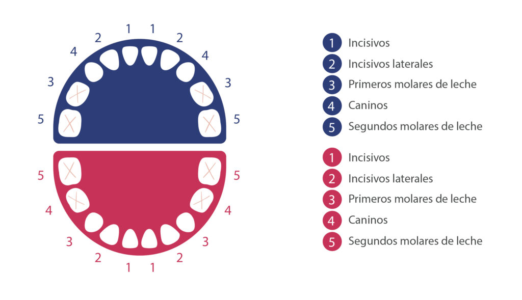 Caida dientes de leche